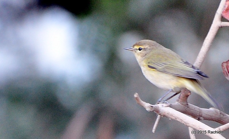 rachidH's tweet photo. #Warbler #LeafWarbler #CommonChiffchaff #Chiffchaff #Phylloscopus #Pcollybita #Pouillot #Becfigue_fauvette #Becfigue #Maadi #Cairo #Egypt #Ornithology
Rachid H shared a photo with you from the Flickr app! Check it out:
https://t.co/PdTY7xzR8w https://t.co/BXbaUzqVzF