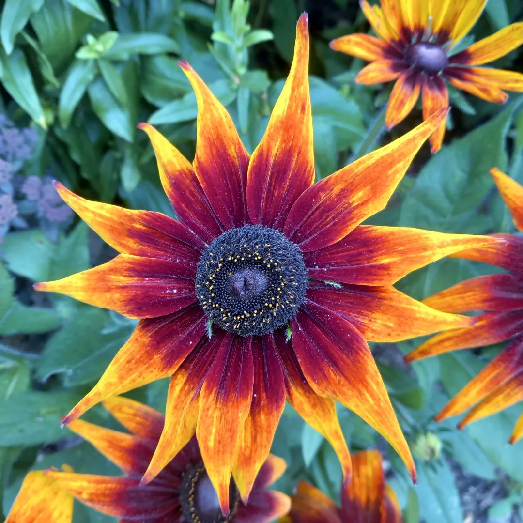lazyperfection's tweet photo. Avebury Manor and Gardens #nationaltrust #avebury #wiltshire #localtourists #flowers #summer #inbloom #nature @nationaltrust @AveburyNT @VisitWiltshire https://t.co/3esq7CMJna