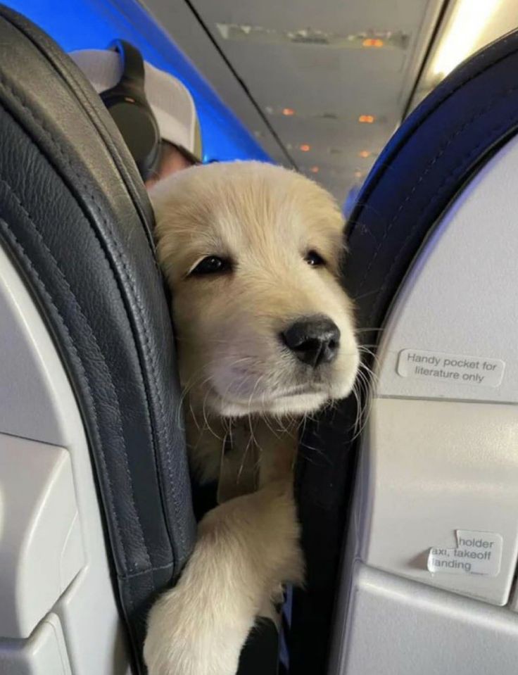 Doglover (@puppiesdoglover) on Twitter photo 