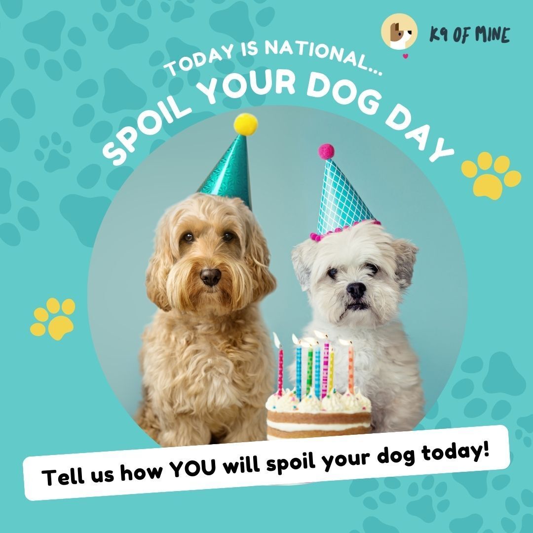 K9OfMine's tweet photo. Today is National Spoil Your Dog Day! 🐶🎁 Don't forget to pamper your pups with their favorite treats and activities. 

𝗦𝗵𝗮𝗿𝗲 𝗵𝗼𝘄 𝘆𝗼𝘂'𝗿𝗲 𝘀𝗽𝗼𝗶𝗹𝗶𝗻𝗴 𝘆𝗼𝘂𝗿 𝗱𝗼𝗴𝘀 𝘁𝗼𝗱𝗮𝘆 -- Remy will be getting a big ol' bully stick, a fancy stuffed frozen KONG, and an https://t.co/9X9zvdUeYX