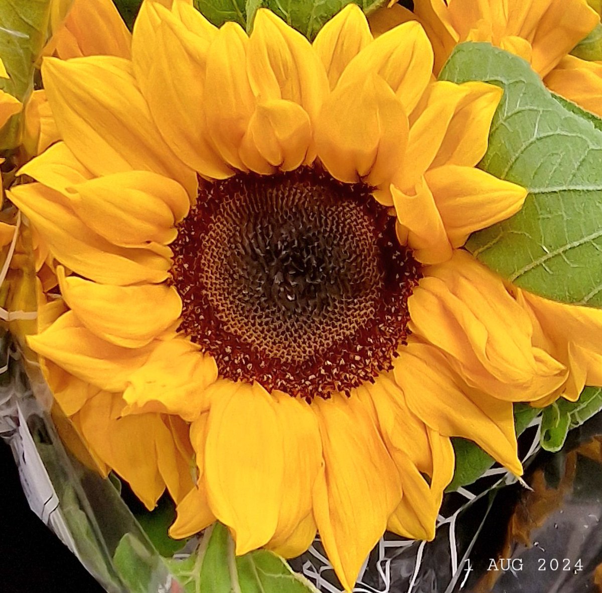 IDadzkov's tweet photo. Sunflower. Solros. Подсолнух.
#nature #flowers #sunflower #solros #FlowersPhoto https://t.co/OxpWeL1w6u