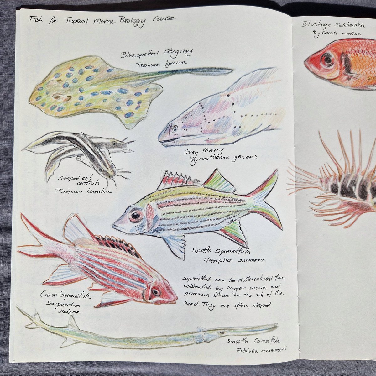 Starting to learn fish species for a university course, or an excuse to draw lots and lots of fish