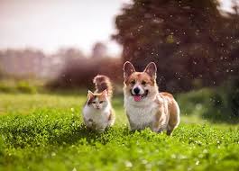 adswarrior01's tweet photo. Grow Your Pets business Via GOOGLE ADS.
feel free to contact me. I will always help you.

#google_ads #google_ads_campaign #ppc https://t.co/3zlLOyrSbB