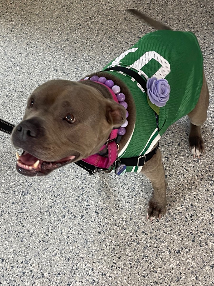 ScituateAnimalS's tweet photo. Why is everyone scared of me? 😕
Someone said it's because I'm a pit bull.
But I'm a therapy dog trainee, so that can't be it
... I think it must be the @celtics  jersey.
They are a tough &amp; fearsome team, right? 🤣
xxxx Your friend, Nala ❤️ https://t.co/DkKrdkwOXa