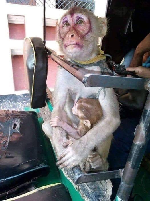 Mhefis Thofeles (@mhefist) on Twitter photo La EXPERIMENTACIÓN ANIMAL FALLA en HUMANOS porque somos distintos, y porque las condiciones de TERROR y ESTRES a que son sometidos los ANIMALES la hace INÚTIL
Hay aprobados MÉTODOS SIN ANIMALES mucho más EFICACES,úsenlos
#EndAnimalTesting
#RescateVivotecnia
<a href="/Europarl_ES/">Parlamento Europeo en España</a>
<a href="/EMA_News/">EU Medicines Agency</a> La EXPERIMENTACIÓN ANIMAL FALLA en HUMANOS porque somos distintos, y porque las condiciones de TERROR y ESTRES a que son sometidos los ANIMALES la hace INÚTIL
Hay aprobados MÉTODOS SIN ANIMALES mucho más EFICACES,úsenlos
#EndAnimalTesting
#RescateVivotecnia
<a href="/Europarl_ES/">Parlamento Europeo en España</a>
<a href="/EMA_News/">EU Medicines Agency</a>