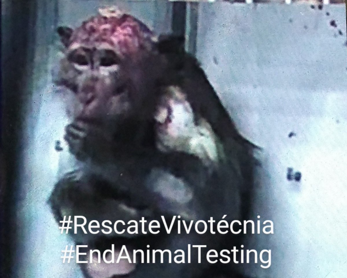 Mhefis Thofeles (@mhefist) on Twitter photo La EXPERIMENTACIÓN ANIMAL FALLA en HUMANOS porque somos distintos, y porque las condiciones de TERROR y ESTRES a que son sometidos los ANIMALES la hace INÚTIL
Hay aprobados MÉTODOS SIN ANIMALES mucho más EFICACES,úsenlos
#EndAnimalTesting
#RescateVivotecnia
<a href="/Europarl_ES/">Parlamento Europeo en España</a>
<a href="/EMA_News/">EU Medicines Agency</a> La EXPERIMENTACIÓN ANIMAL FALLA en HUMANOS porque somos distintos, y porque las condiciones de TERROR y ESTRES a que son sometidos los ANIMALES la hace INÚTIL
Hay aprobados MÉTODOS SIN ANIMALES mucho más EFICACES,úsenlos
#EndAnimalTesting
#RescateVivotecnia
<a href="/Europarl_ES/">Parlamento Europeo en España</a>
<a href="/EMA_News/">EU Medicines Agency</a>