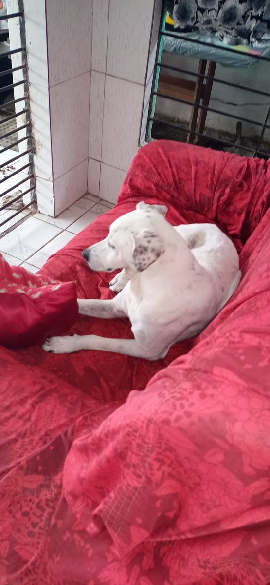 Adeus Ralf😭😭😭😭😭
+10/08/2024