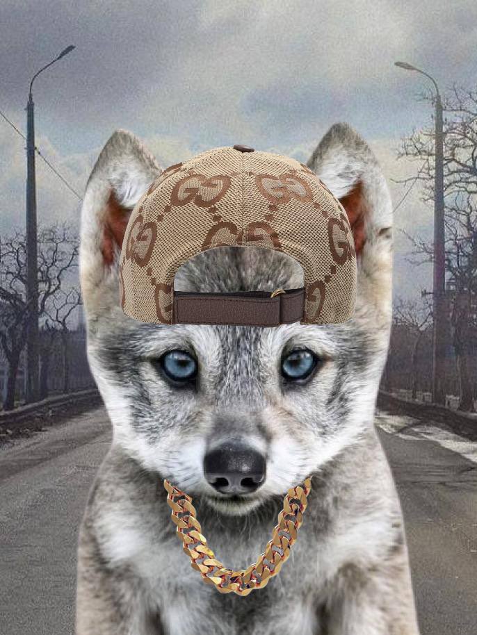 GusTaVzHoLLa's tweet photo. @realdogen But what if you have multiple personalities? $howly 

tqASj1rKvf8sReaDQt1z2mMc58UrYAA8E7eq7i4pump https://t.co/pMiUfiO5WZ