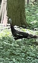 Nicholas Clement tweet media