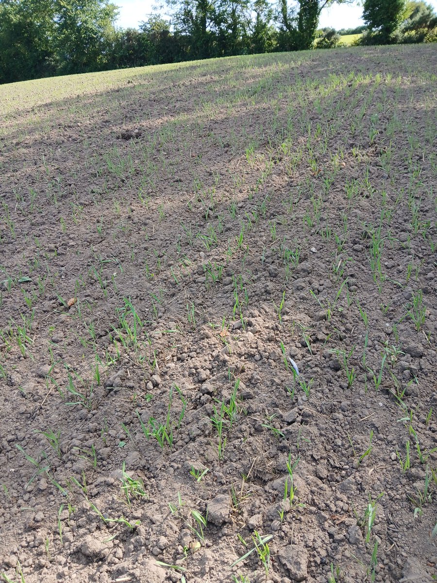 Forage rye and vetch 9 days in the ground. If it keeps going at this rate it should help fill a bit of the feed gap and have the soil in good order for spuds next year.
