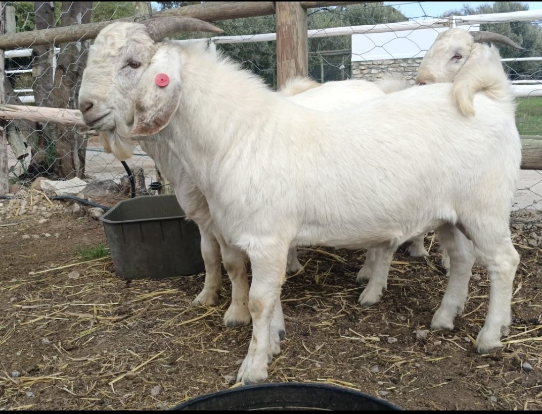 lenna_kibet's tweet photo. Savannah Buck available.

1 remaining.

Price Tag. 180,000/= https://t.co/WSyiQ3bB6a