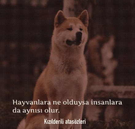 T.C Mehtap Erbas tweet media