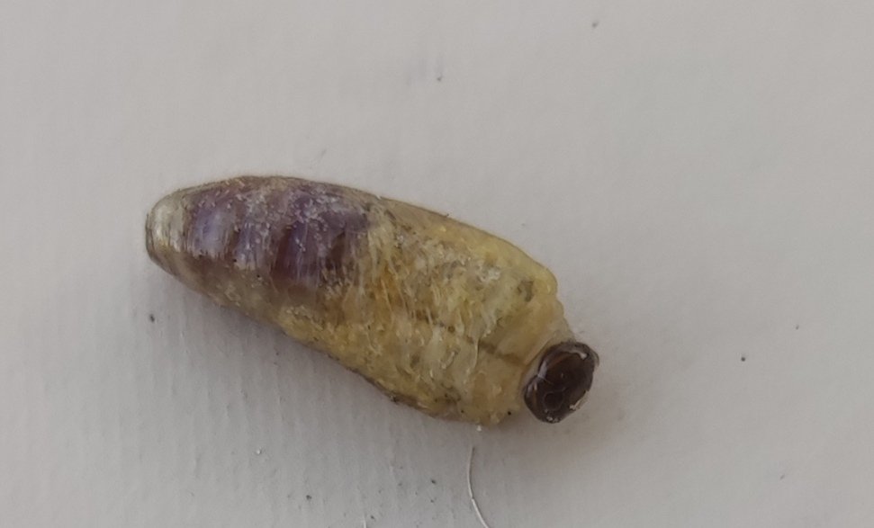 RenateB_2026's tweet image. Hallo zusammen, weiß jemand, was das für eine Puppe ist? Im Netz konnte ich nichts finden...🧐🦋🪲

#insekt
#schmetterling
#twitterbubble
#puppenhülle