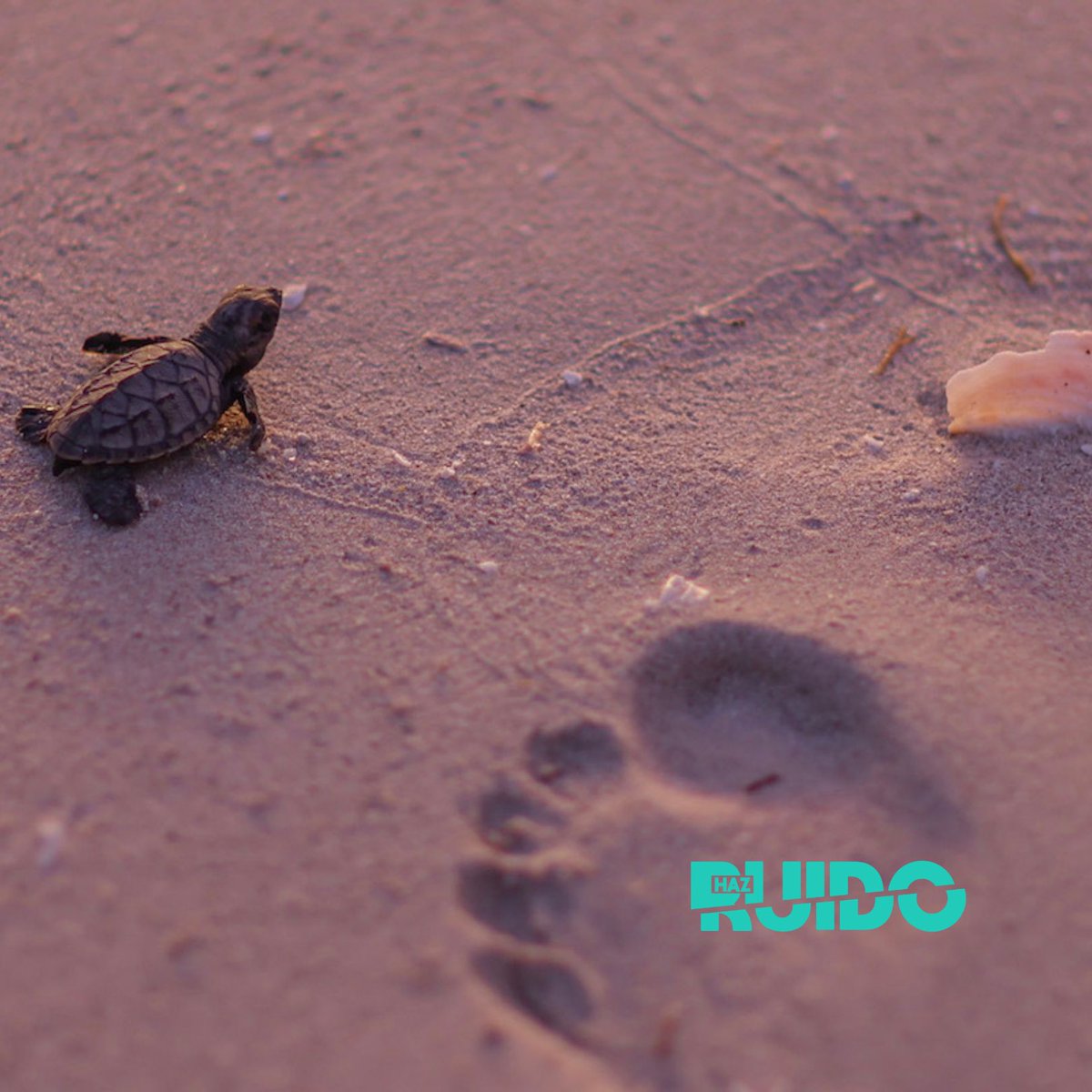 #HazRuido tweet media