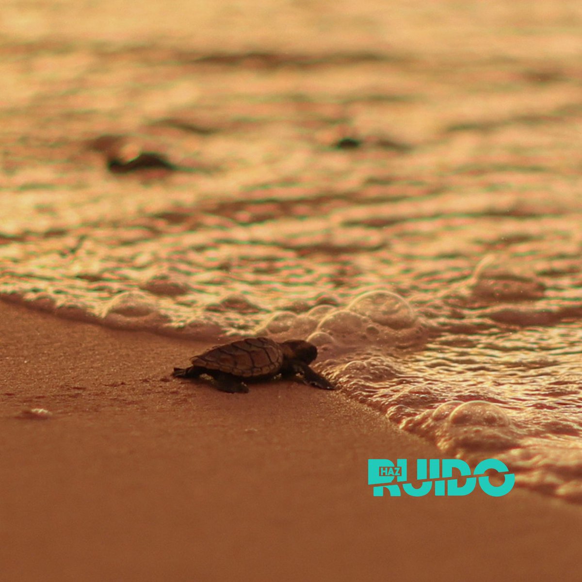 #HazRuido tweet media