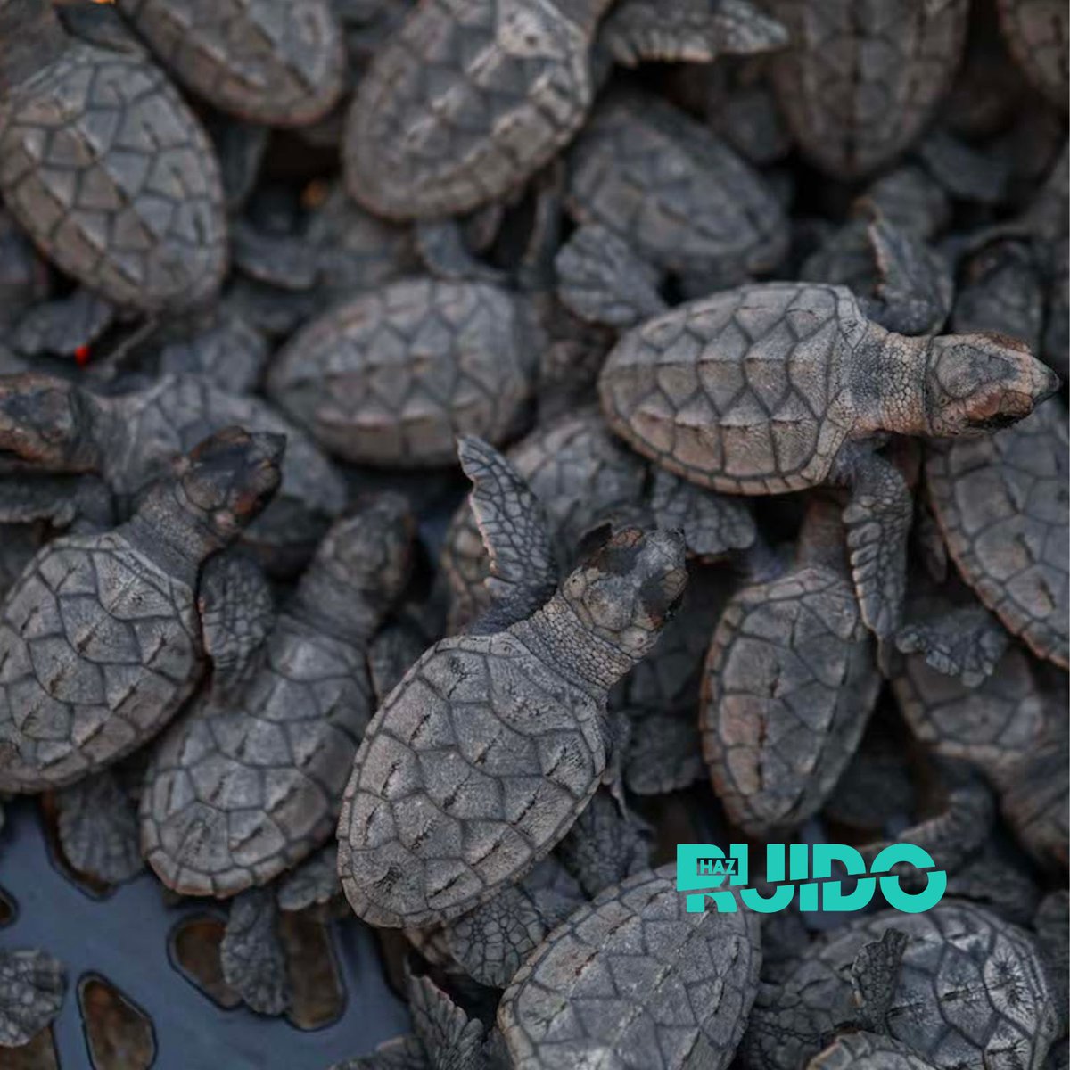 #HazRuido tweet media