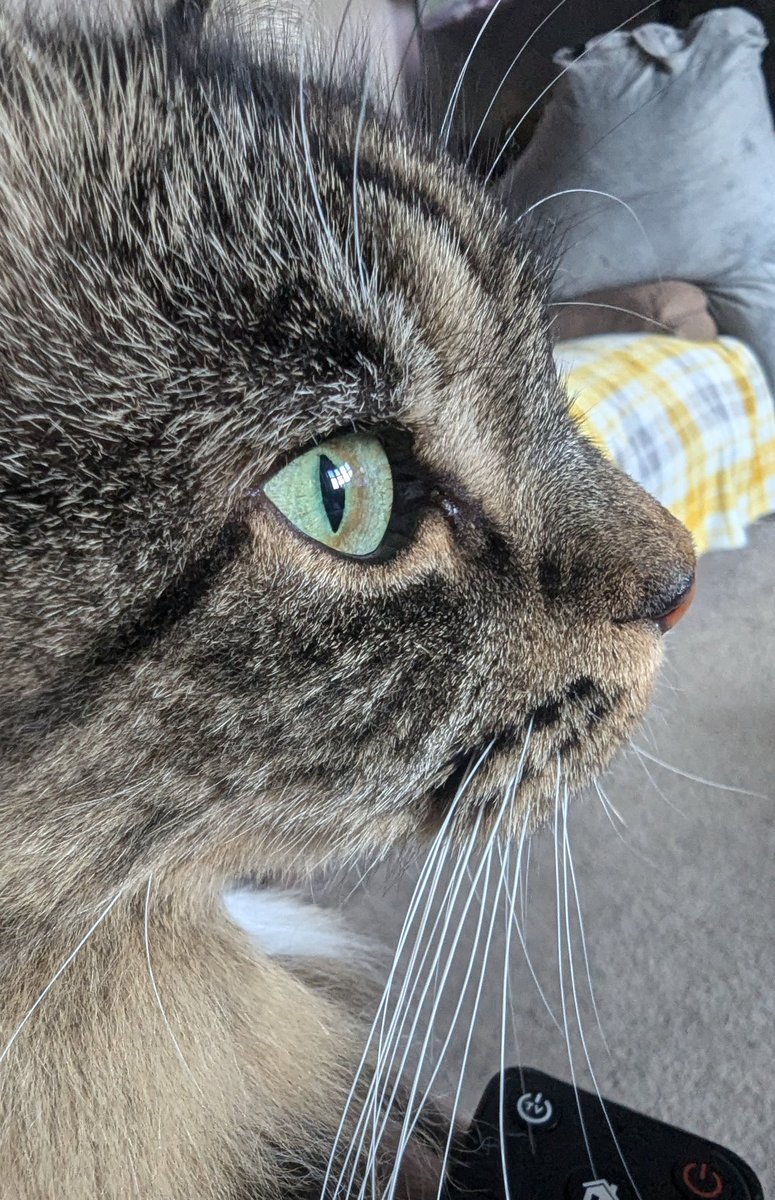 rescue_syd's tweet photo. The humans said I should share this pic as my eyes are just stunning ❤️ #cat #cats #CatsOfX #thoseeyes #greeneyes #AdoptDontShop #TABBY #tabbytroop #rescuecat #catoftheday #pretty #eyes #cute #gato #gatos #gatodeldia #ilovemycat #nofilter https://t.co/zOXa4hQxCe