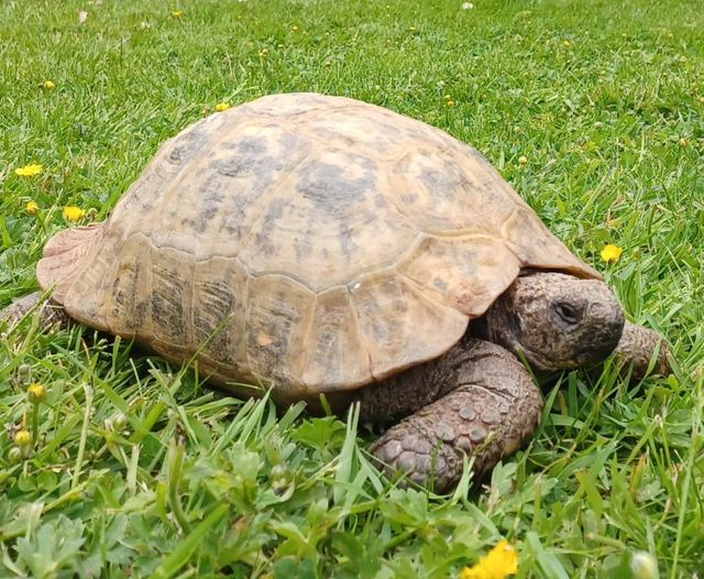 AlbertTortoise's tweet photo. Getting set for a #warm spell. This is #ALBERTthetortoise reporting good prep for mini #heatwave coming. Short #patrol, checked shady spots, worked on napping. Hope the #weekend is treating you well. #TakeCare https://t.co/ifzLh573KF
#tortoise #garden #lawn #pettortoise #reptile https://t.co/v3WilC84KC