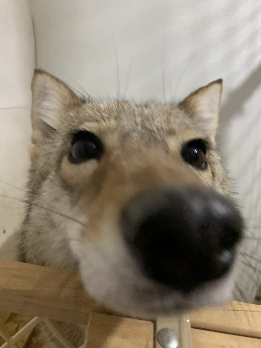 Yeah_rog's tweet photo. *paws at u* can I have a cigarette
*paws at u* can I have a cigarette
*paws at u* can I have a cigarette 
*paws at u* can I h https://t.co/gMF1sGRbG9