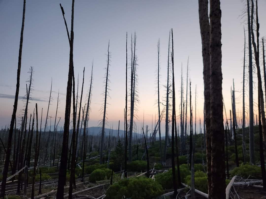 Sticklizard3's tweet image. This is what happens when you fail to execute your forestry management plan 😡🤬

#TimberUnity