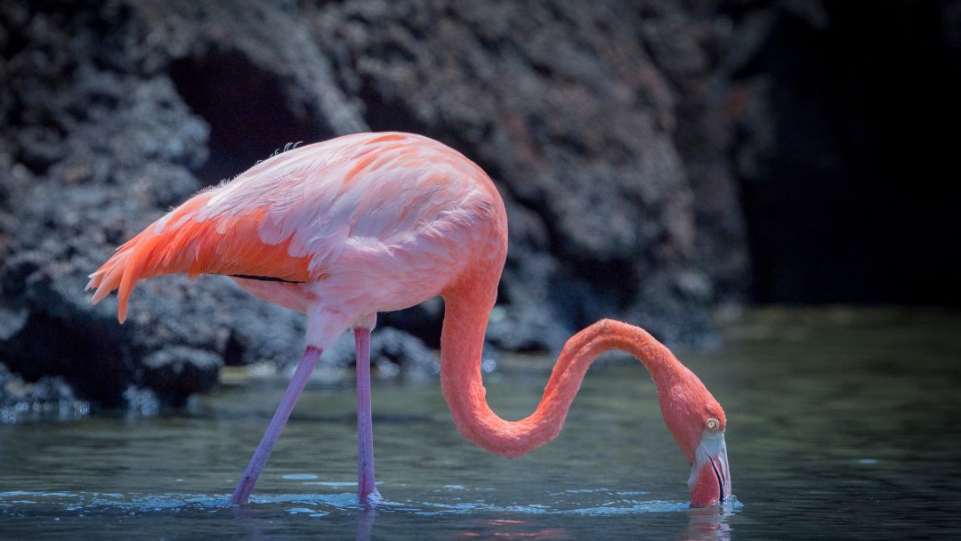 The pink colouration of American flamingos is determined by the amount of carotenoid pigment that is ingested. These pigments are found in their food sources and the more the flamingo consumes the stronger its intensity of pink: tinyurl.com/GCTAmericanFla…

📷 ©️ Marek Jackowski