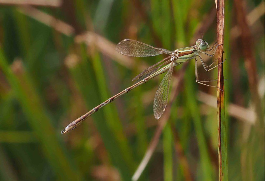 Ian tweet media
