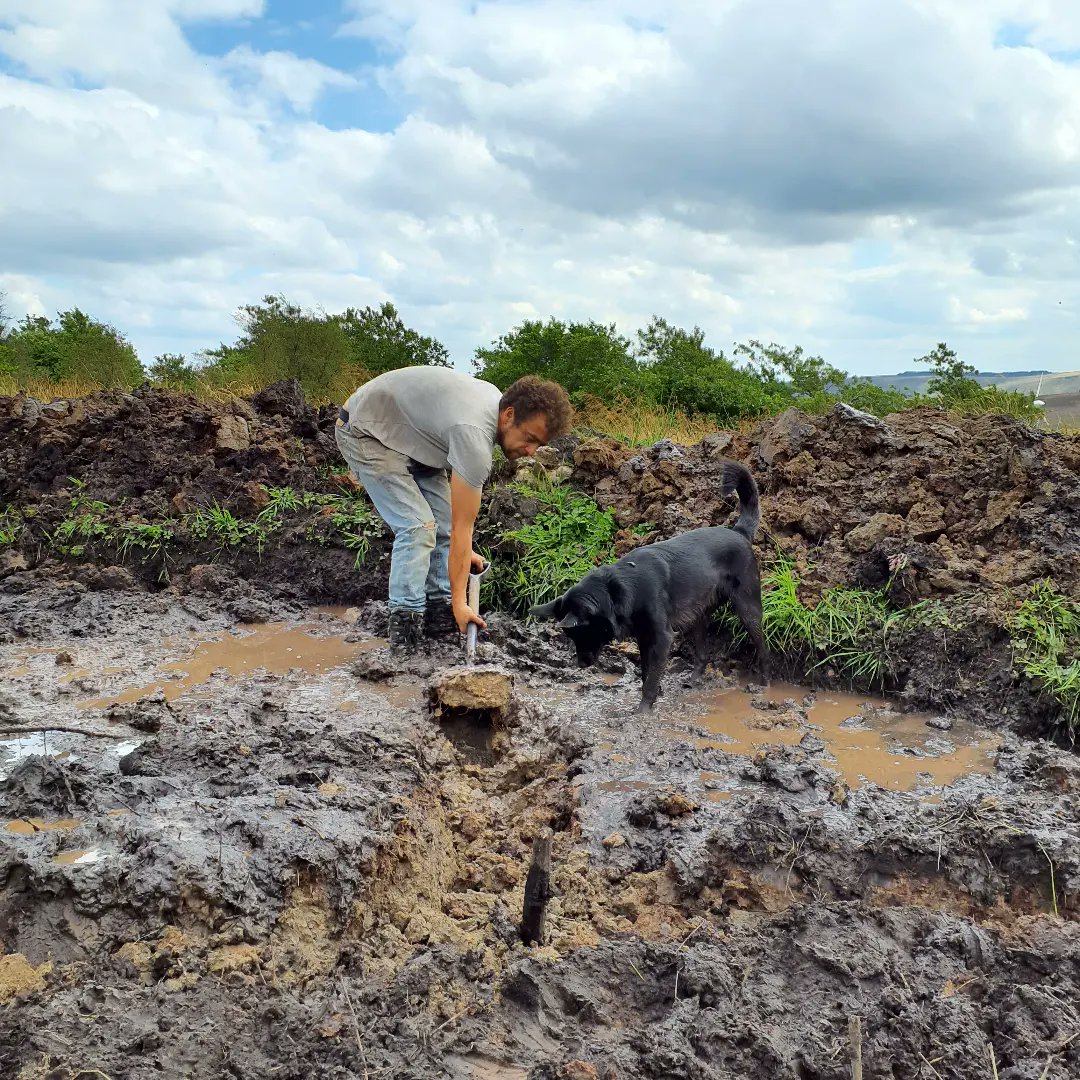 forus_tree's tweet photo. #Attenuationpond digging continued this week. All the turf was removed and placed on the outer edge of the bund. Lovely layer of clay less than a spade depth, which is being dug out to depth and used to line the inside of the bund edge. Pebble loves pond digging days💚 #dogatwork https://t.co/TzYXMxpf4N
