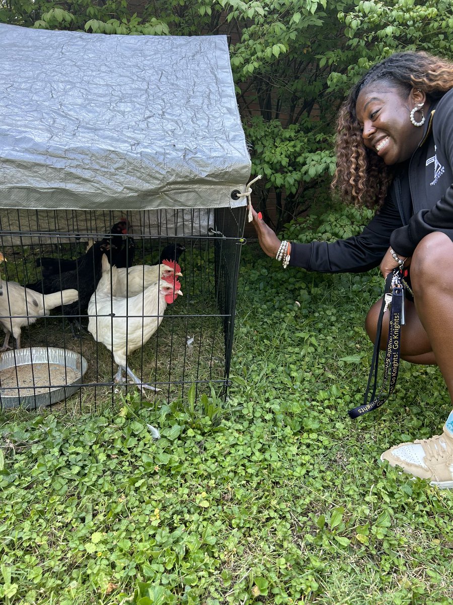 Principal Billups thought about, and almost touched, the <a href="/IPS_ArlingtonMS/">Arlington Middle School</a> chickens 😂 This yr our STEM students will be building a coop! 🐔 🐓