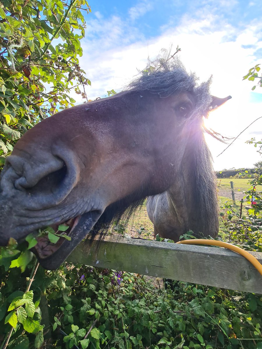 Free hedge trimming services offered by myself today, the young leaves of hawthorn bushes preferred 😋🐴 #belgiandrafthorse