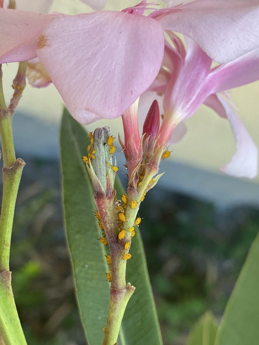 Feldbotanik's tweet image. #Oleanderblattlaus in Zürich!
#Aphis nerii 😍