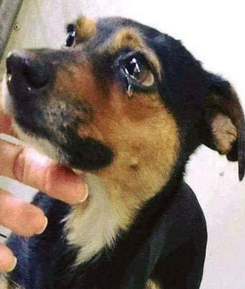 Best in Dogs tweet media