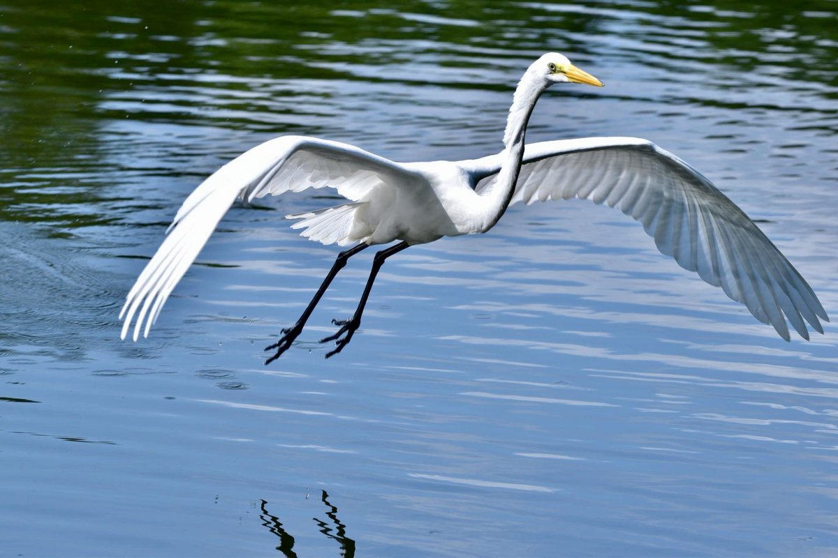 We were thrilled to encounter this Great Egret <a href="/CentralParkNYC/">Central Park</a> Turtle Pond this afternoon - hunting in the bushes and enjoying this nice weather

#birdcpp #birdphotography