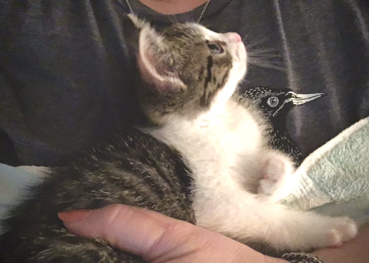 WildFlower_0121's tweet photo. #Caturday #CuddleDay 6 weeks https://t.co/4hBBoTbThv