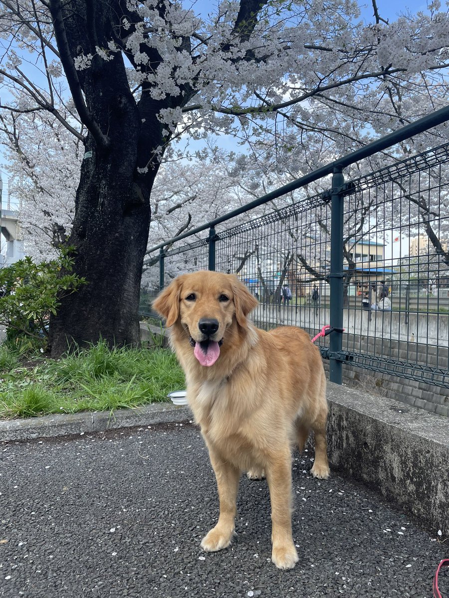 Koharunpyo's tweet photo. 8月10日の夜8時半過ぎから迷子になっている、ペットの犬を探しています。場所は道志のこのまさわキャンプ場です。突然の花火の音に驚いて、リードをつけたまま走って行ってしまいました。犬種はゴールデンレトリバーで名前はこはると言います。
#迷子犬探してます 
#ゴールデンレトリバー
#迷子犬 https://t.co/9VJ9PPApWm