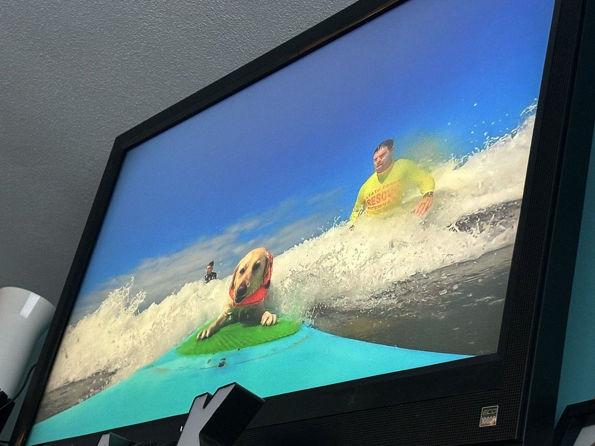 slatthouse's tweet image. This dog surfing event literally has more lifeguards than the #crossfit event where a guy drowned