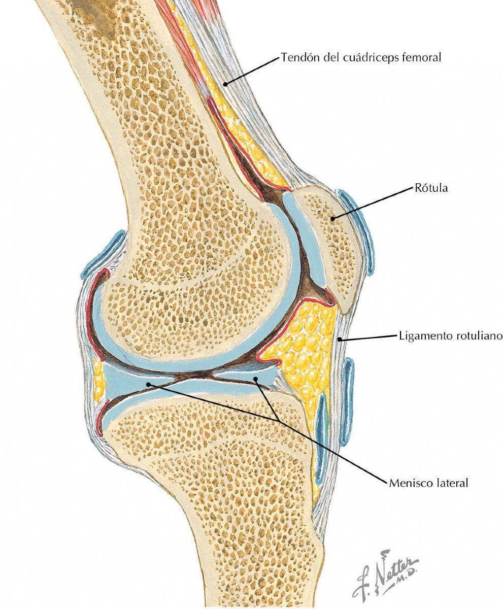 PasionAnatomia's tweet image. Una de las funciones de los #meniscos es aumentar la congruencia de las #SuperficiesArticulares de la #rodilla; es decir, que #fémur y #tibia se acoplen perfectamente.
📚Netter. Anatomía radiológica esencial © 2015