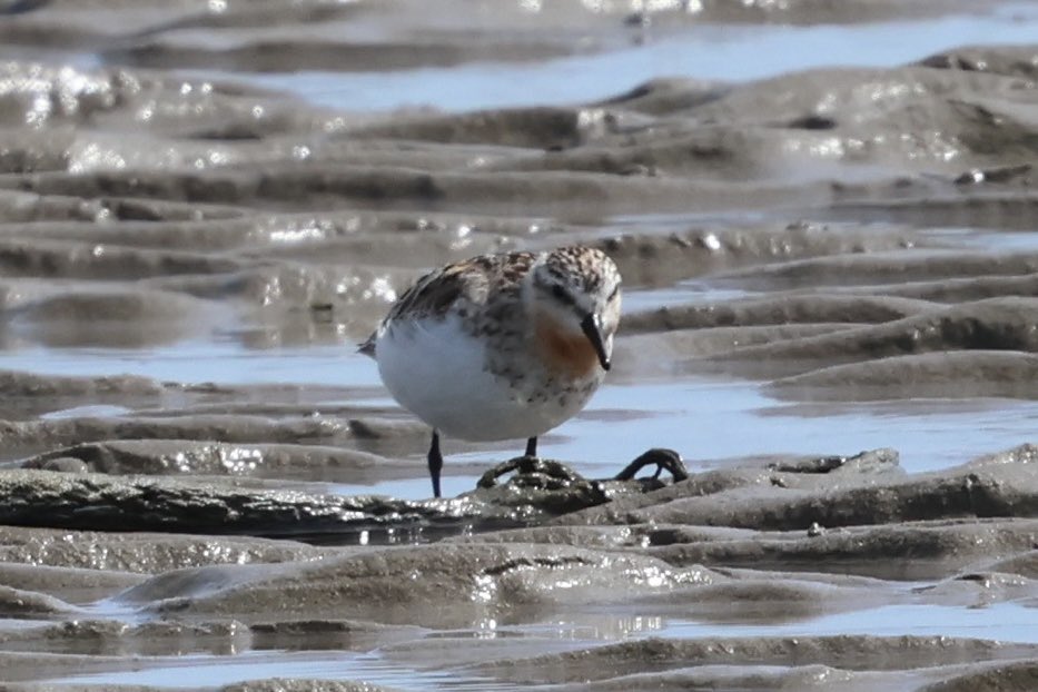 Camera shots of the adult Red-necked stint from Ballycotton, Cork today with <a href="/joeproudfoot200/">Joe Proudfoot</a> Super bird! After poor views this am we were very pleased when it pitched in about 3 hours later! <a href="/BirdGuides/">BirdGuides</a>