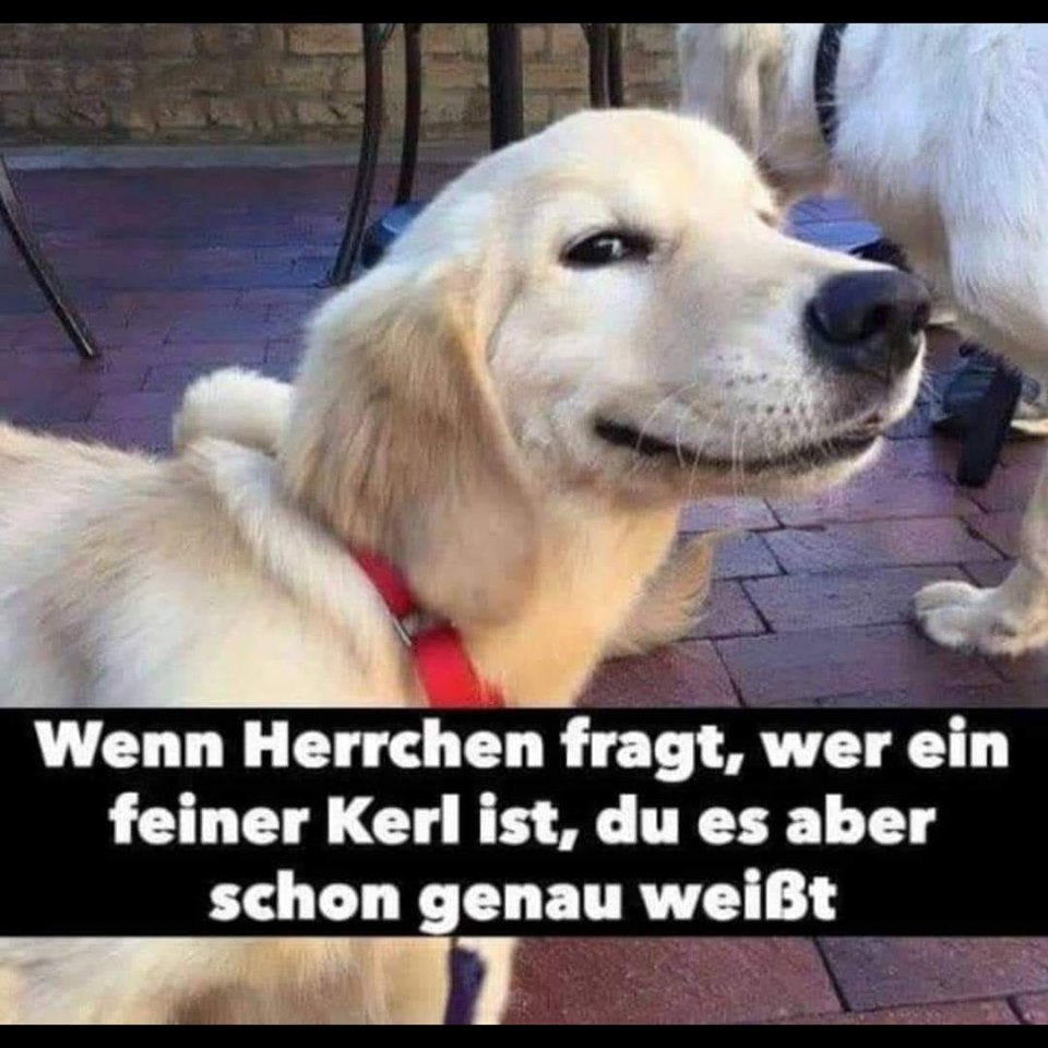 TheoGottwald's tweet photo. Wenn der Herr fragt, wer der Beste sei,  
schau ich ihn an, mit einem Grinsen, oh wie frei!  
Ich weiß es genau, ich bin der Star,  
der gute Junge, das ist doch klar! 🐾😄  

#GoldenRetriever #GuterJunge #HundeHumor #Lustig #Tierliebe   #GPT45 https://t.co/GH96ZmC9ST