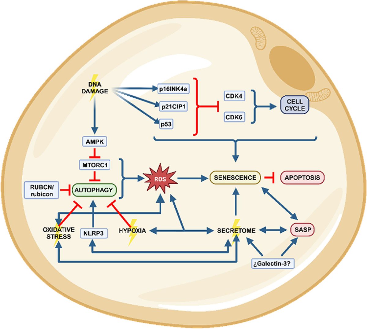 Enhancing adipose tissue functionality in obesity: senotherapeutics, autophagy and cellular senescence as a target dlvr.it/TBlqyv