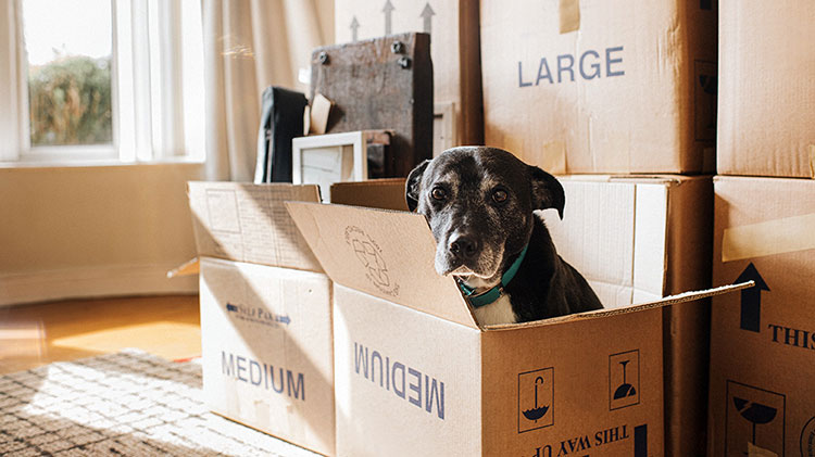 TatroTom's tweet photo. If moving is in your future, here are a few helpful tips. And if you have any questions about how moving can affect your insurance coverage, contact me and let's chat. #GoodNeighbor

https://t.co/bziYhoN6NR https://t.co/rEQZcQeiQ0
