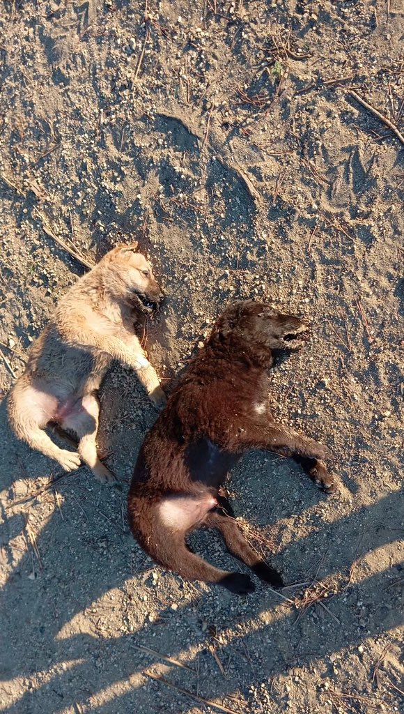 Mothers &amp; pups now being poisoned &amp; dumped across Turkey 🇹🇷 as Erdogan makes stray dogs “Enemies of the State” to be rounded up &amp; slaughtered in an animal genocide <a href="/RTErdogan/">Recep Tayyip Erdoğan</a> <a href="/animalsavemvmt/">Animal Save Movement</a> <a href="/InsaneHuseyin/">Insane Huseyin</a> #Turkey