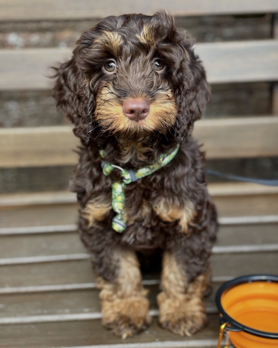 daztroon's tweet photo. @Paris__G 12 weeks for wee Milo https://t.co/092LA6Vooj