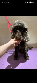 millypod1's tweet photo. 🆘7 AUG 2024 #Lost JOCELYN #ScanMe #Tagged Brown Cocker Spaniel Female
Three Gates Road #Fawkham #Longfield #Kent
#DA3
https://t.co/nWe5XR6oQw https://t.co/OMkian6Dea