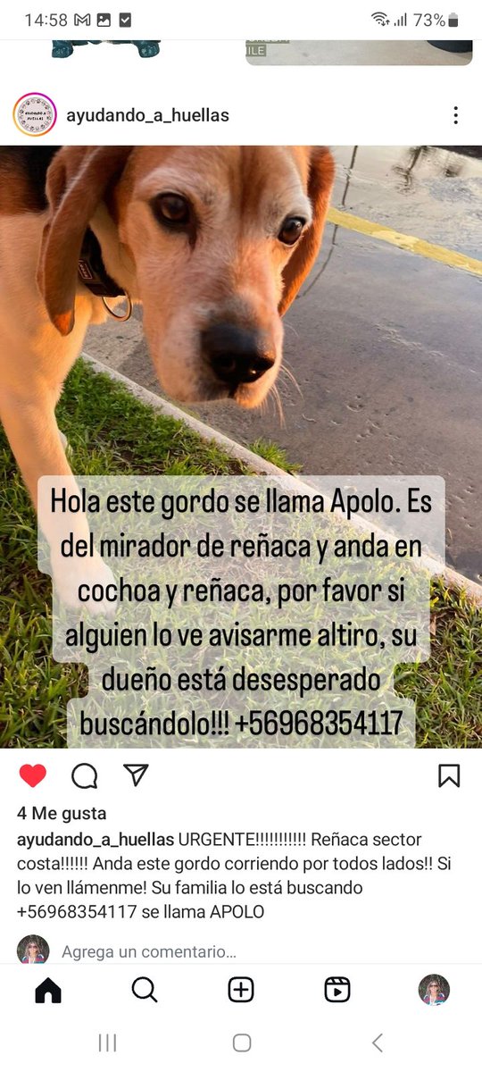 Apolo perdido en Reñaca/Cochoa, se llama Apolo, retener x favor