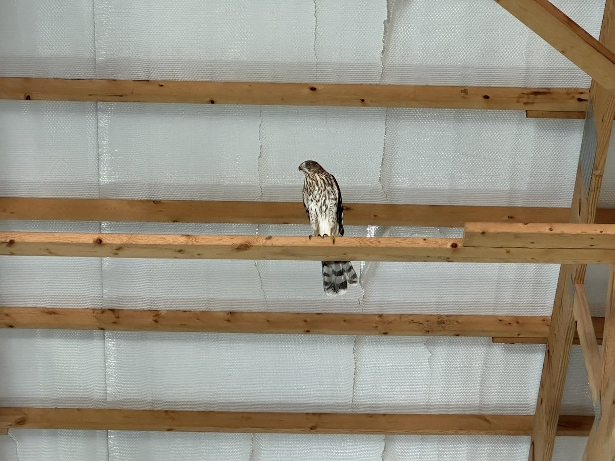 Didn’t want to wait on nighttime for my barn owl to catch mice in shed so hired out a barn hawk 😄