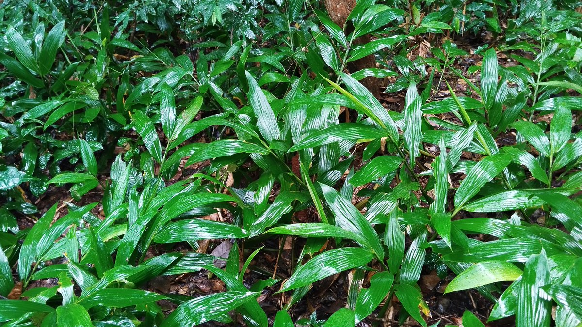 The trees call once again, this time at Mpanga Forest Reserve in Mpigi—a true hidden gem for anyone looking to forest bathe and connect with nature 🌳. This forest boasts towering tropical giants like the African mahogany, reaching up to 15m. <a href="/techselectug/">Linus tech select</a> <a href="/IvanAtuhairwe01/">Ivan Atuhairwe♍🇺🇬</a>