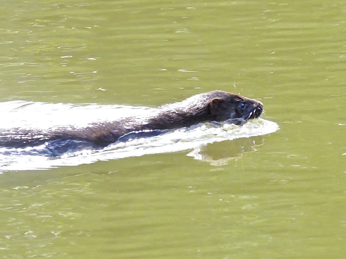 Kevin Brooke (@stories4childre) on Twitter photo Lovely to catch a glimpse of an Otter at Hawford Lock 🦦 they don‘t hang around for long #WorcestershireHour #worcesterwildlife #worcestershirewildlife #otter #otterspotting <a href="/WorcsWT/">Worcs Wildlife Trust</a> Lovely to catch a glimpse of an Otter at Hawford Lock 🦦 they don‘t hang around for long #WorcestershireHour #worcesterwildlife #worcestershirewildlife #otter #otterspotting <a href="/WorcsWT/">Worcs Wildlife Trust</a>