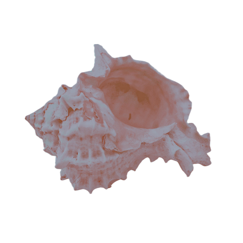 MKailaki's tweet photo. ˒ 𝑲𝒂𝒊𝒌𝒂𝒎𝒂𝒉𝒊𝒏𝒆 𝑶𝒌𝒂 𝑴𝒐𝒂𝒏𝒂 🐚 https://t.co/GO0opDnNbn