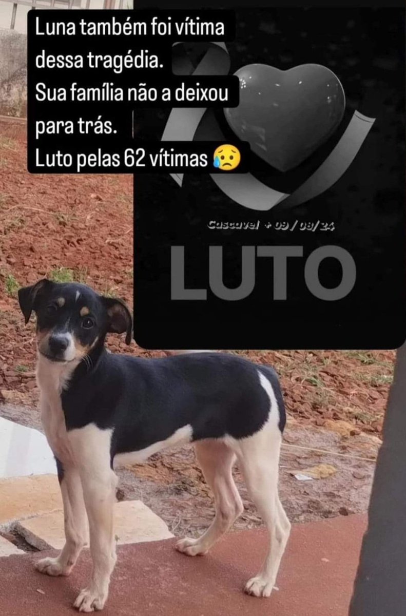 MahLisboah's tweet photo. Sobe para 63 o número de vítimas. A doguinha Luna, também estava no avião que caiu. Seus tutores eram Venezuelanos e estavam indo visitar parentes em S.P, junto com seu netinho que tb era outra criança. A mídia não divulgou, mas é uma vida, mesmo sendo um animalzinho.

#voepass https://t.co/xZNtGFlfzk