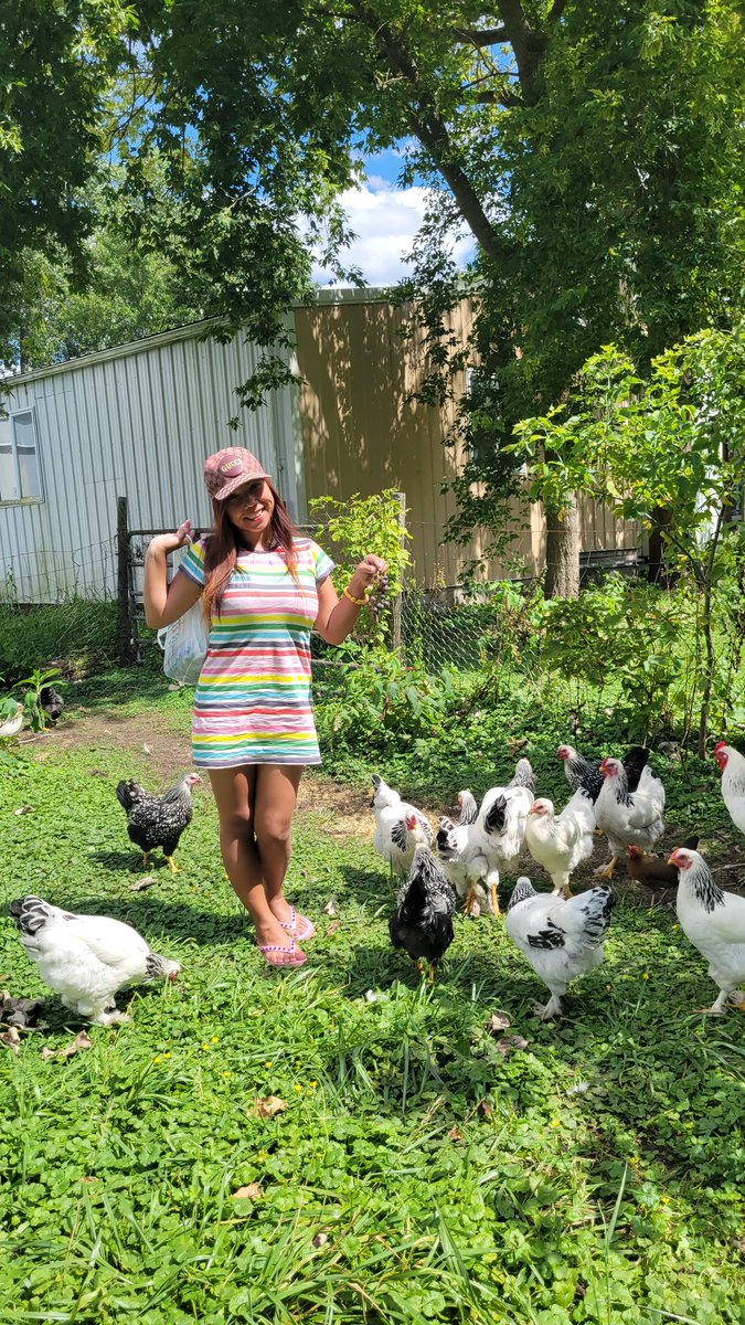 Sourine3's tweet photo. My chickens are eating fresh organic ๐ ! #farmerinTraining https://t.co/FJlpLnhVfQ